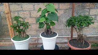 Tampilan 3 bonsai tanaman obat
