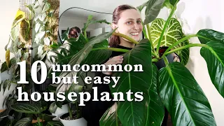 this isn't your normal easy-care plants list 🪴 10 Uncommon & Low-Maintenance Houseplants