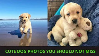 Cute dog photos | Cute puppies images | Dog photos dog pictures | Small dogs playing together | P91