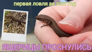 ЯЩЕРИЦЫ ПРОСНУЛИСЬ! / Ловля ящериц