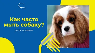 Как часто мыть собаку?