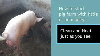 How to start a successful pig farming business