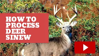 How to Process Deer Sinew