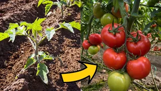 Domatesin Yanına Bu Bitkileri Ekerseniz Veriminiz İki Kat Artar🍅Domates İle Ekilen Ve Ekilmeyn Bitki