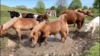 Konie Zimnokrwiste w typie Sokólskim i Bydło Polskie Czerwone