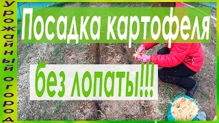 ПОСАДКА КАРТОФЕЛЯ БЕЗ ЛОПАТЫ!ЭФФЕКТ ОКУЧИВАНИЯ БЕЗ ОКУЧИВАНИЯ!