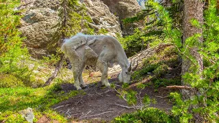 Hiking To Lake Ingalls