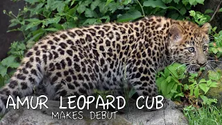 Amur Leopard Cub Makes Debut