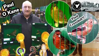 Pied Crossbill?! Breeding & Showing Native Finches w/ Paul O Kane | Natives & Norwich Zoom Room