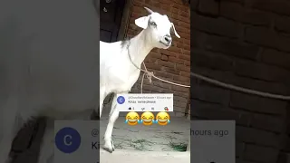 Goat calling kinza name video status 🐐🐐🤣|#kinza👩🏼 #goat #funnyvideo 🤪#viral 💯|in trending&unique