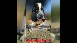 Spanielland - Cocker Spaniel Angielski - szczeniaki 9 tygodni.
