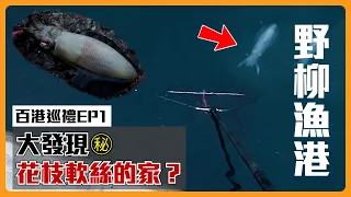 【百港巡禮EP1】北海岸的合法秘境！都是花枝軟絲！水清的時候能看到幾十隻！野柳漁港 @RJ10969 #岸拋 #釣魚 #新北 根魚/微鐵/石斑/頭足類