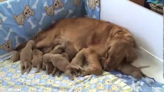 Golden Retriever Puppies - 5 days old