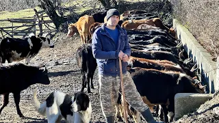 Nomads! taking the Cows to Forest and Rebuilding the Cattle Pastures Fence