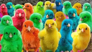 World Cute Chickens, Colorful Chickens, Rainbows Chickens, Cute Ducks, Cat, Rabbits,Cute Animals 🐤🦢🐋