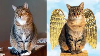 😸My Cat has ANGEL WINGS!😇