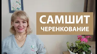 Как размножить самшит