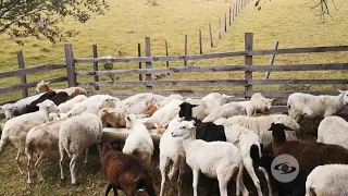 Pilares para la incursión en una producción ovina - La Finca de Hoy
