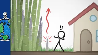Почему бамбук растёт так быстро? [Минутка Земли]