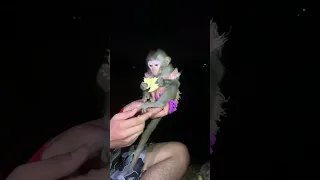 Cute baby monkey love