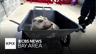 Marine mammals threatened by human contact during pupping season