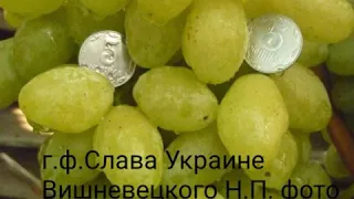 Виноград Вишневецкого Н.П.г.ф.Слава Украине.