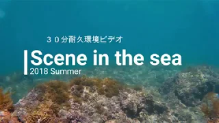 うみのなか 2018 Summer　３０分耐久環境ビデオ