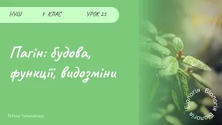 Пагін, його будова та функції. Видозміни пагонів.