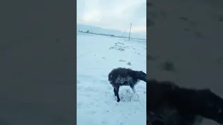 Замёрзли заживо насмерть в степи Казахстана ЖЕСТЬ The animals froze dead