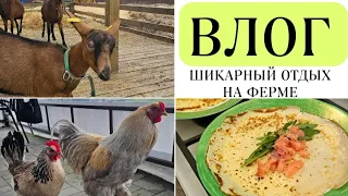 VLOG МАСТЕРА/ 🐐 МАСЛЕНИЦА НА ФЕРМЕ #калининград #влог #vlog #dailyvlog #покупки #familyvlog #БУДНИ