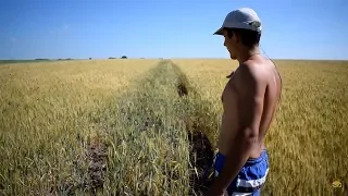 Пример норм высева Пшеницы