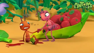 Break a Leg | ANTIKS | Moonbug Kids - Funny Cartoons and Animation