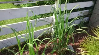 Miscanthus x giganteus grow update.