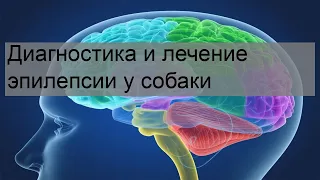 Диагностика и лечение эпилепсии у собаки