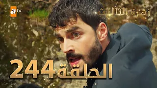 مسلسل زهرة الثالوث - الحلقة 244 | مدبلج | الموسم الثاني