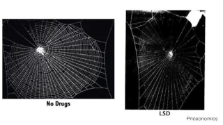 Drugs Given To Spiders Change How They Weave Their Webs