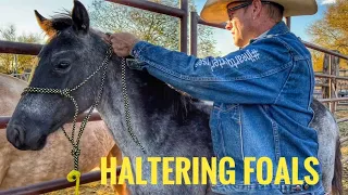 HOW WE CATCH & HALTER FOALS | MORE DATING ADVICE FROM HENSON