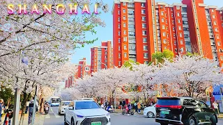 Shanghai Cherry Blossom Festival Walk Tour~The Longest Cherry Blossom Avenue！2024 China Travel 上海樱花节