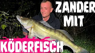 Zander auf Köderfisch am Fluss!