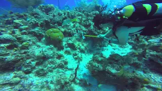 Grouper eats lionfish