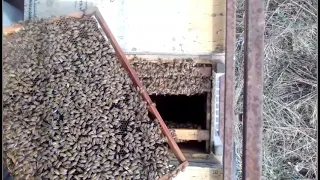 Как пчёлы перезимовали эту не простую зиму! 15марта 2021