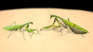 FEMALE MANTIS and MALE MANTIS! HOW MANTIS MAKE LOVE? DEADLY PRAYING MANTIS MATING 【LIVE FEEDING】