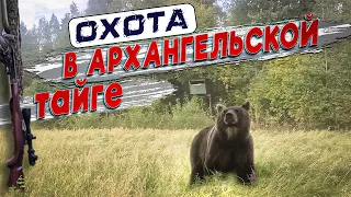 ОХОТА в архангельской ТАЙГЕ на МЕДВЕДЯ и РЯБЧИКА.