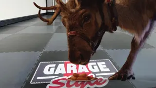 Reindeer  eating sound effect