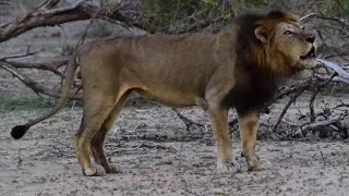 Male Lion called "C1" Roaring on S65 road in Kruger Park seen 17 Aug 2016