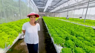 Hydroponics Greenhouse in Lubao Pampanga (Great Harvest)