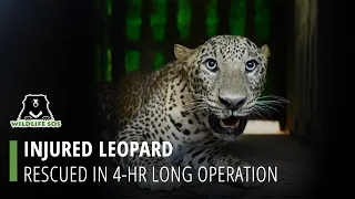 Injured Leopard Rescued From A Field in Maharashtra