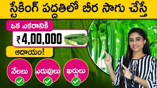 Earn Rs.4,00,000 With Ridge Gourd Farming in Telugu | బీరకాయ సాగు | Investment, Profits & More