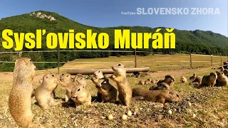 Kŕmenie sysľov - Sysľovisko Muránska planina - Sysľovisko Muráň - Syseľ pasienkový