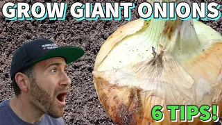 6 Tips To Grow The BIGGEST Onions EVER!